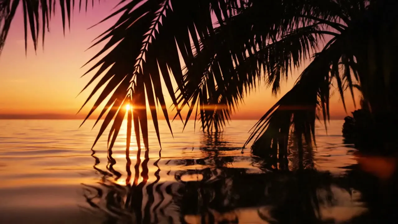 Florida sunset over palm trees and water — studio. hero